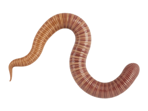 Single earthworm curled and segmented pinkish-orange body isolated on black studio background transparent background