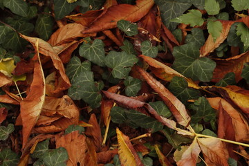 red and yellow leaves