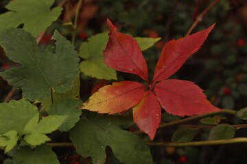 red and yellow leaves