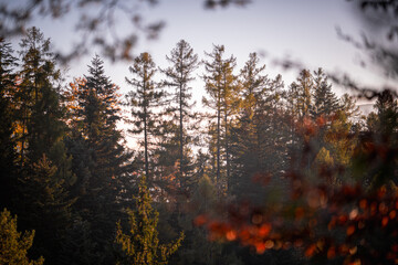 Jesienne drzewa iglaste oświetlone miękkim światłem dnia © Adam.rtk