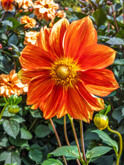 Blühende Dahlien (Dahlia) auf der Insel Mainau, Bodensee, Baden-Württemberg, Deutschland, Europa