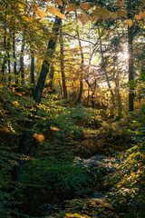 Słoneczne promienie przebijające przez gęsty jesienny las