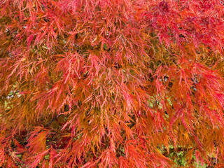 Rot gefärbte Blätter eines Feuerahorn (Acer ginnala) in einem Park, Bayern, Deutschland, Europa