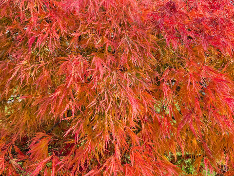 Rot gefärbte Blätter eines Feuerahorn (Acer ginnala) in einem Park, Bayern, Deutschland, Europa