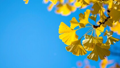 青空と紅葉した銀杏の葉