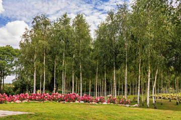 Lush birch trees and colorful blooming flowers in a peaceful park