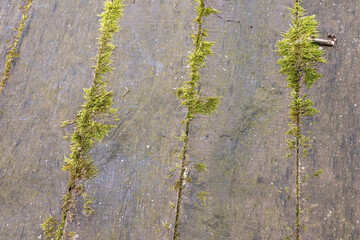 Green moss covers wooden surface in a forest setting during a calm afternoon