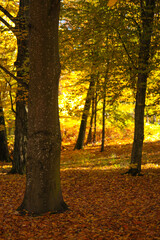 Pałac, Park, Mała Wieś, Poland, mazowieckie , jesień, kolory