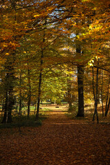 Pałac, Park, Mała Wieś, Poland, mazowieckie , jesień, kolory