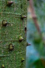 Green tree trunk with spines in a lush forest setting showcasing natural textures and vibrant colors
