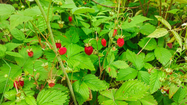 Red wild strawberry berries in their natural environment.
