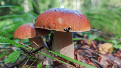 Edible porcini mushrooms grow in the forest.