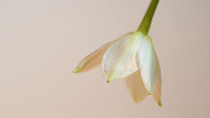 Obraz premium Delicate white flower with soft petals against a light background