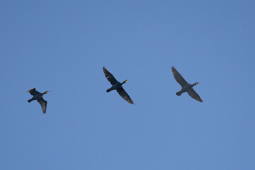 vol de cormorans