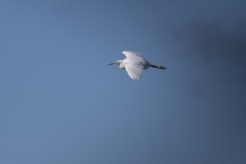 Vol d'une aigrette garzette