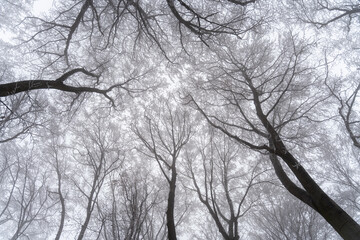 Trees bottom view up of trees, sky background branches without leaves winter beauty