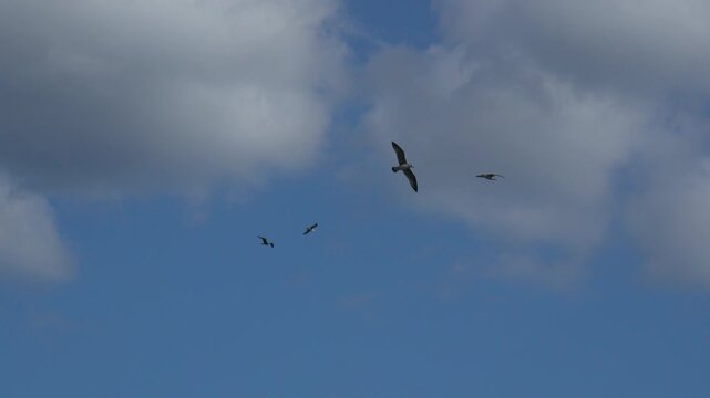 Seagulls Sky Cloudscape Birds fly freely in blue sky during daytime for coastal foraging