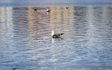 A bird swam around the lake.