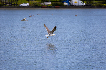 A seagull is flying low near the water.
