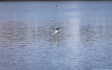 A bird is flying low near the lake water.