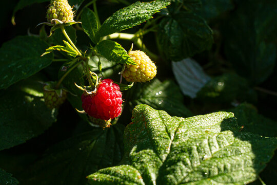 Ripe Raspberry in Morning Sunlight | Dojrzała malina w skąpana porannym słońcu