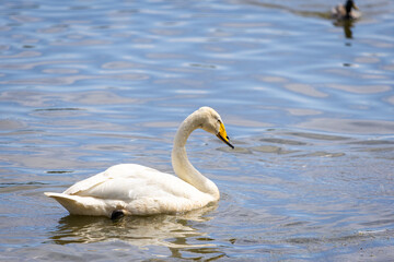 A white goose swam around the lake.
