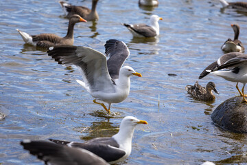 Fototapeta premium Bird walks around the lake.