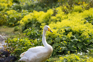 A white goose is wandering around the grass.