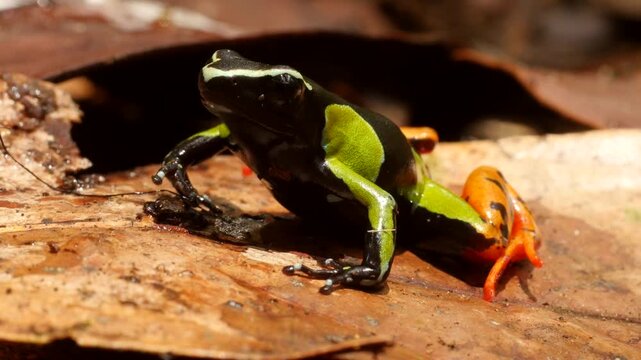Endangered Mantella baroni, endemic to Madagascar, sitting on a brown leaf