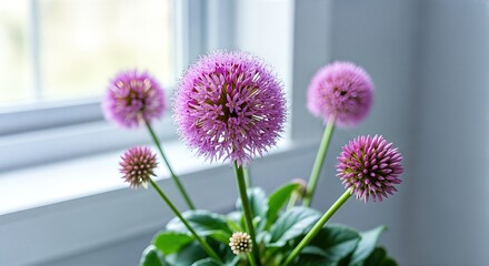 Allium Blooms Display Beauty on Windowsill