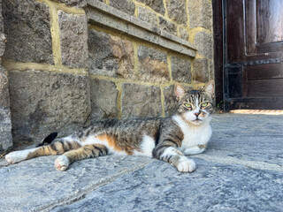 Domestic cat lounging on stone pavement near wooden door, showcasing relaxed posture and unique fur patterns, surrounded by rustic architecture and natural light