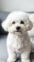 Obraz premium Bichon Frise poses indoors with soft lighting