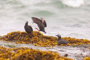 Spectacular guillemot or sooty guillemot (Cepphus carbo) birds perched on the ocean shore