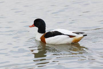 Common Shelduck Duck Swimming in Water, Close-up