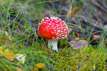 Beautiful red fly agaric growing among the grass
