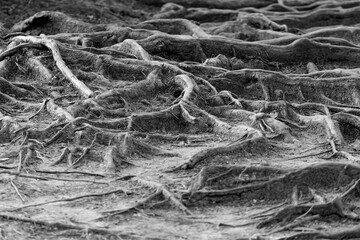 Tree roots close up. Monochrome