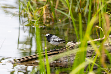 White Wagtail sits on a log among the grass near water