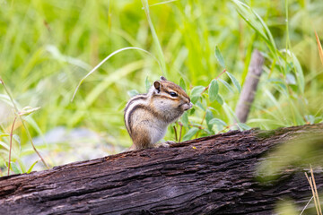 Chipmunk sits on a log close up. Russia, Altay