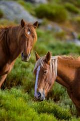 Caballos salvajes en la Sierra de Guadarrama