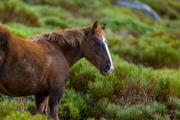 Caballos salvajes en la Sierra de Guadarrama