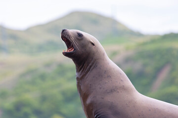 Obraz premium Steller sea lion close up. Nevelsk, Sahalinskaya Oblast, Russia