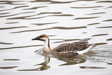 Obraz premium Greater white-fronted goose close up on winter