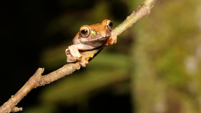 Tree frog Boophis burgeri on a branch at night 4