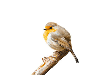 Rotkehlchen
Das abgebildete Tier ist ein Rotkehlchen (Erithacus rubecula), ein kleiner Singvogel,...