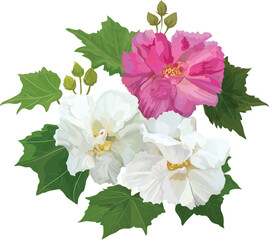 Cotton Rose beautiful flower vector illustration © IHERE