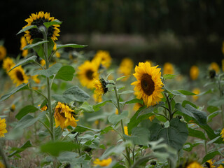 Contrasting Sunflowers Facing Forward and Backward in Moody Late Summer Field