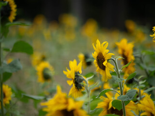 Bright Sunflower Standing Out in Focus Against Blurry Yellow and Green Field Background