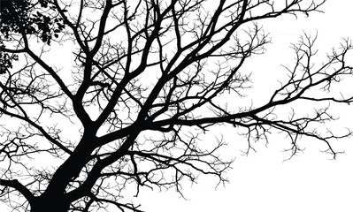 Bare tree branches silhouette illustration isolated on white background for winter forest nature and landscape design concept