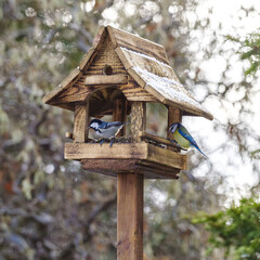 sikorki i inne ptaki przy karmniku w kształcie domku