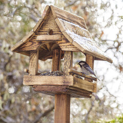 sikorki i inne ptaki przy karmniku w kształcie domku